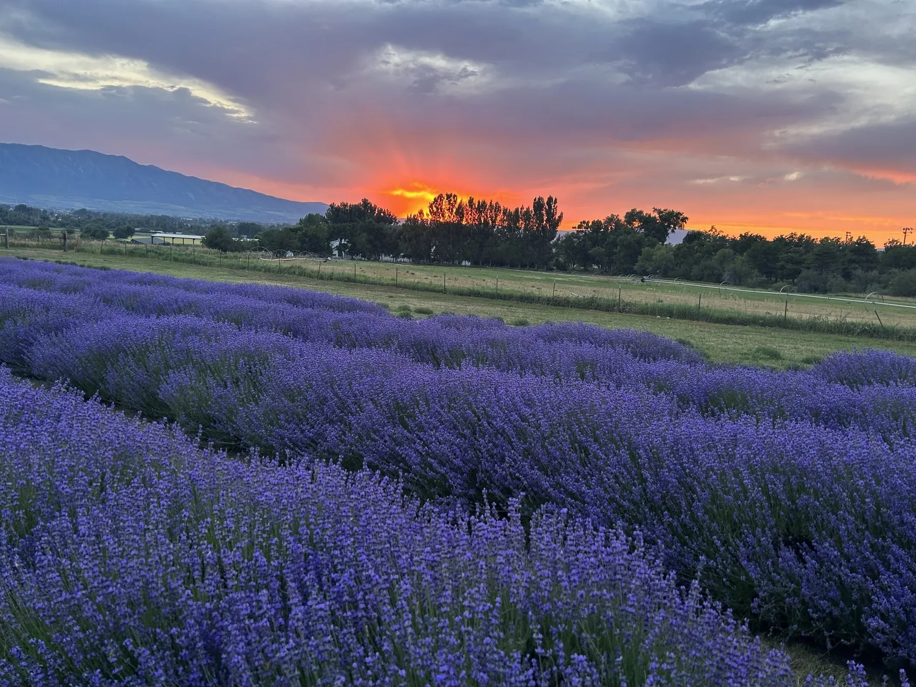 Rows of blooming lavender at The Lavender Apple under an orange sunset