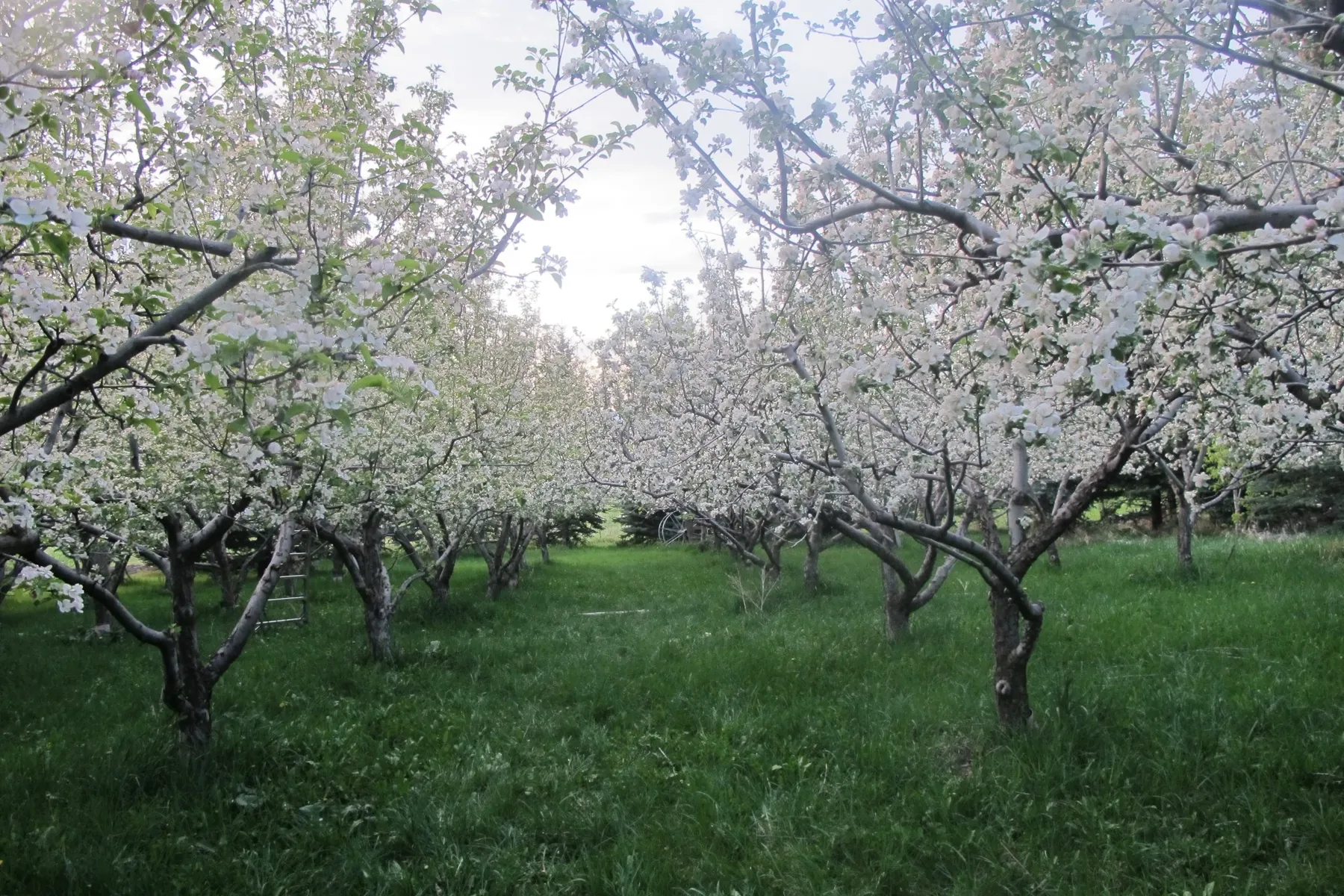 The Lavender Apple's apple orchard in full white blossom